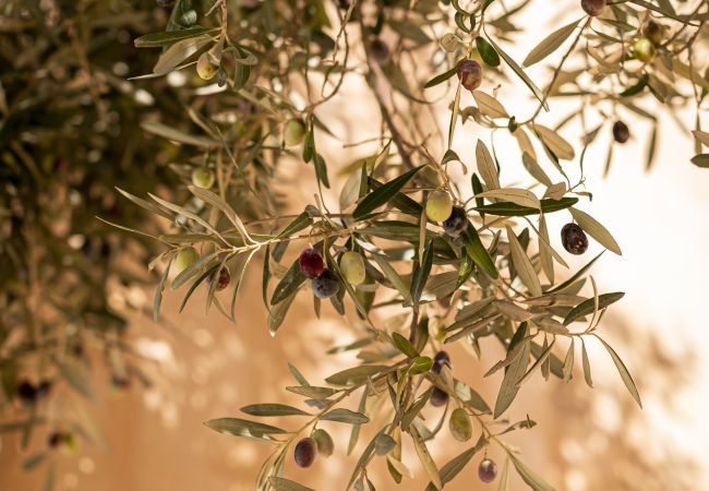 Villa en Sant Francesc de Formentera - Villa con terraza y BBQ equipada con todas las comodidades Villa en Sant Francesc de Formentera - Villa con terraza y BBQ equipada con todas las comodidades