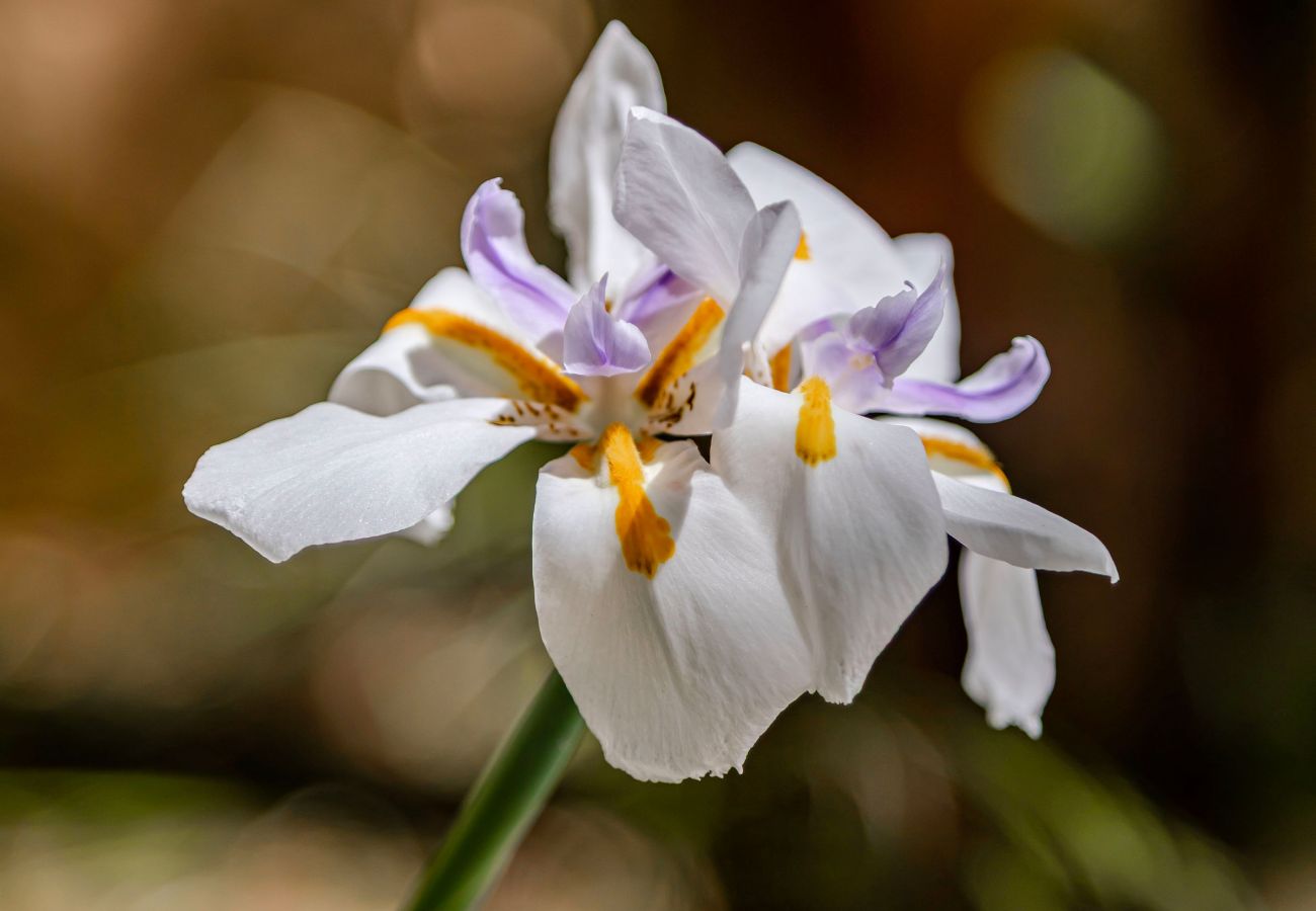 Villa in Santa Eulària des Riu - Can Rafalet - 7 suites villa Villa in Santa Eulària des Riu - Can Rafalet - 7 suites villa